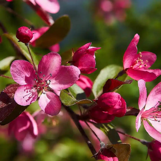 Fleurs roses du pommier d'ornement 'Royalty'