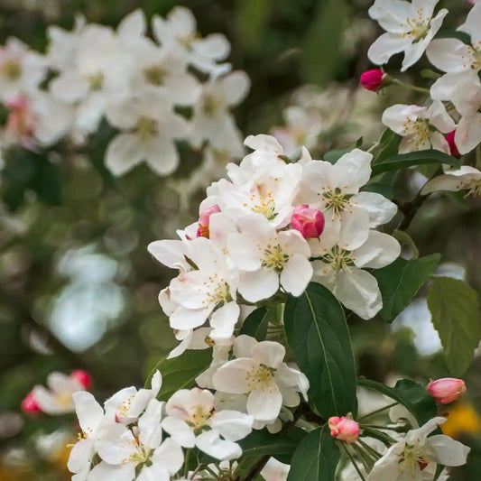 Fleurs blanches du pommier d'ornement