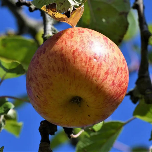 pomme reine des reinettes à maturité