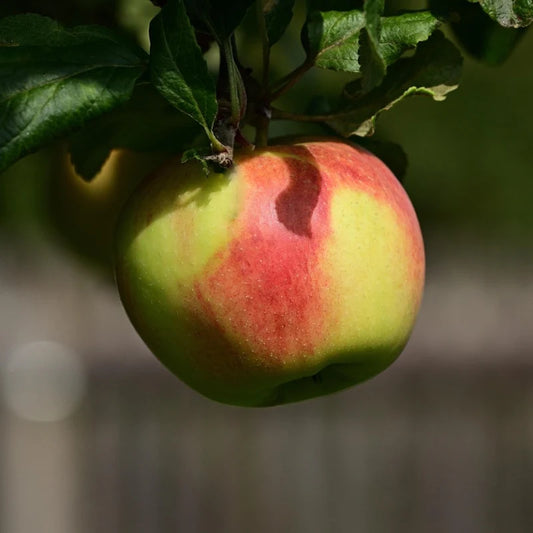 pomme reinette armorique