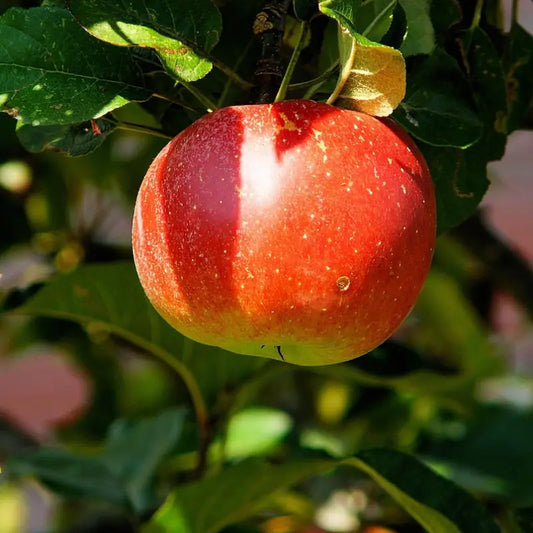 pomme reinette caux