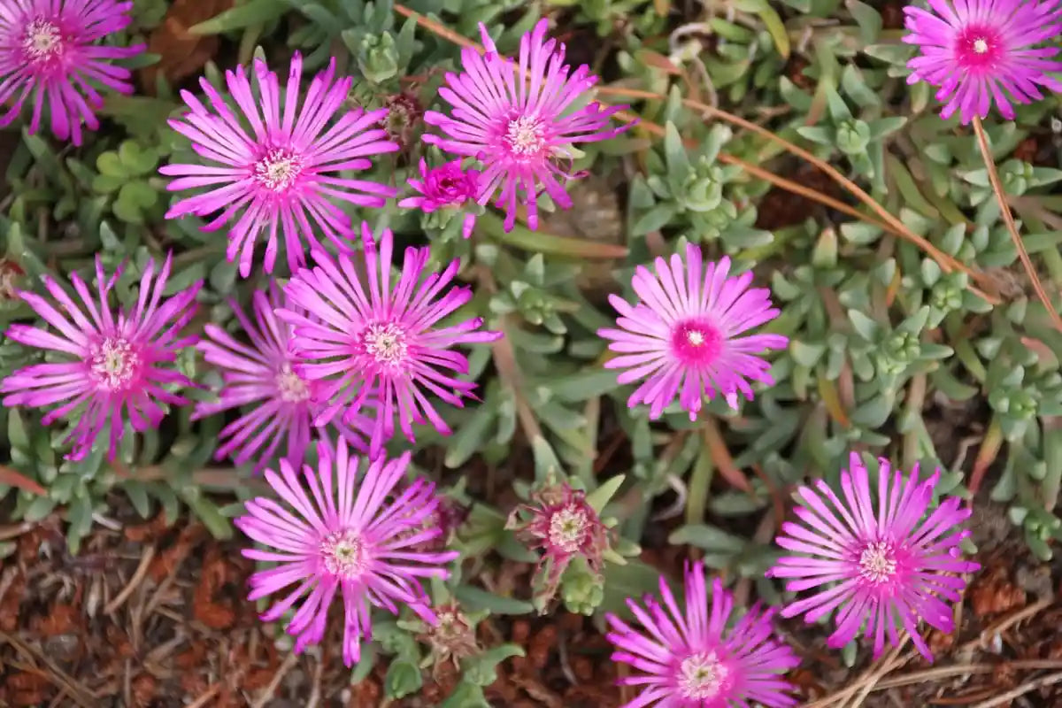 Pourpier de Cooper (delosperma ooperi) Table Mountain et ses fleurs violettes