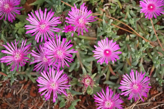Pourpier de Cooper (delosperma ooperi) Table Mountain et ses fleurs violettes