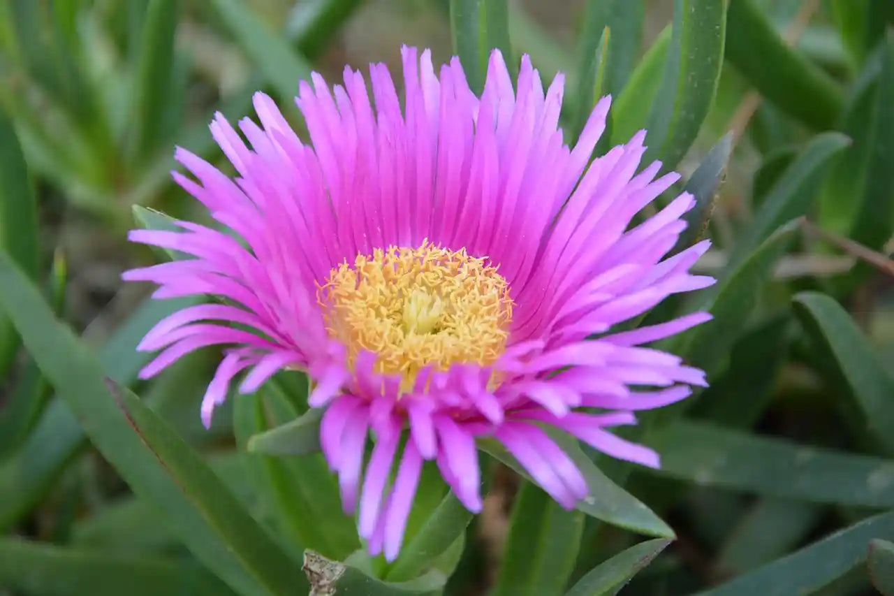 Fleur rose du pourpier de Cooper