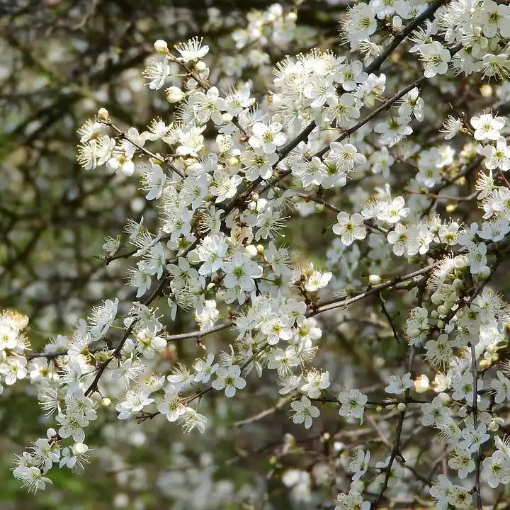 Fleurs blanches du prunellier