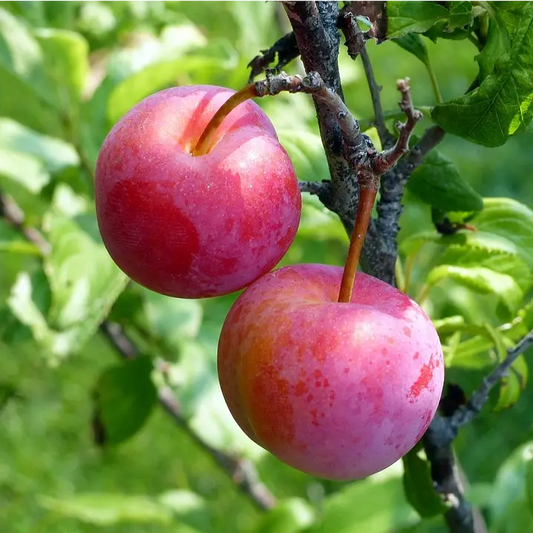 prune belle de louvin