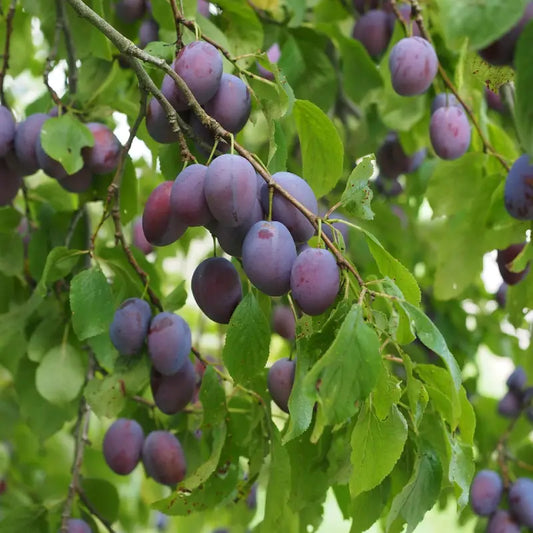 prune quetsche d'Alsace