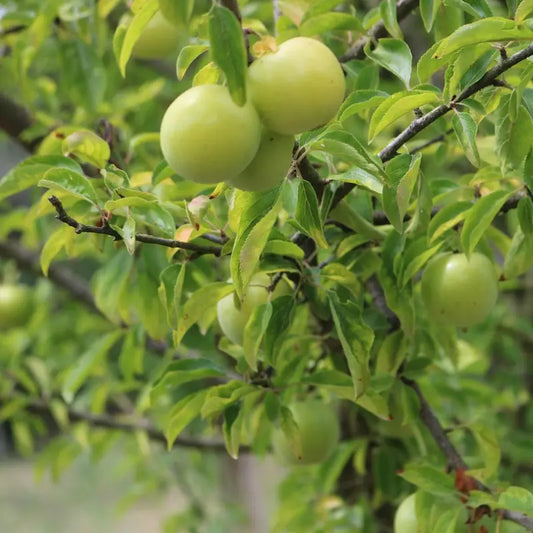 prune reine claude de bavay
