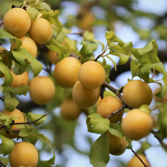 prune reine claude de chambourcy