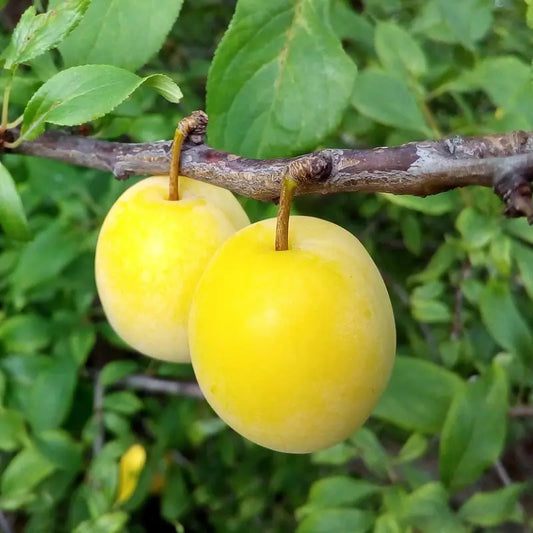 prune reine claude oullins
