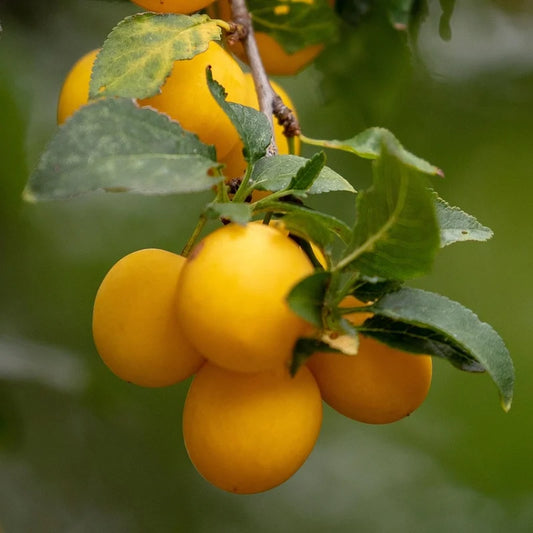prune reine claude