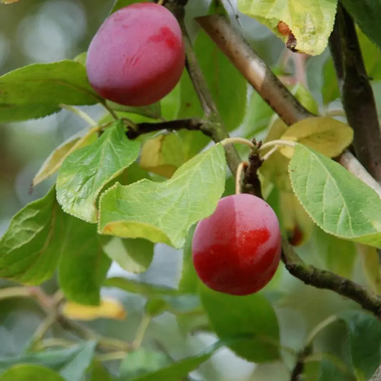 fruit du prunier victoria (prune)