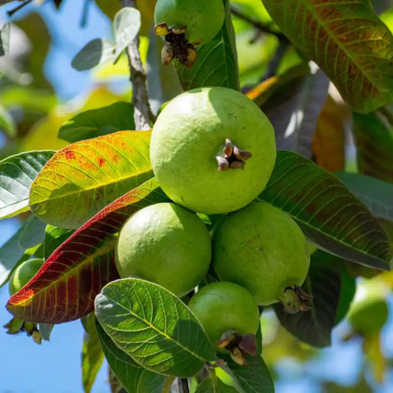 Psidium à fruits jaunes