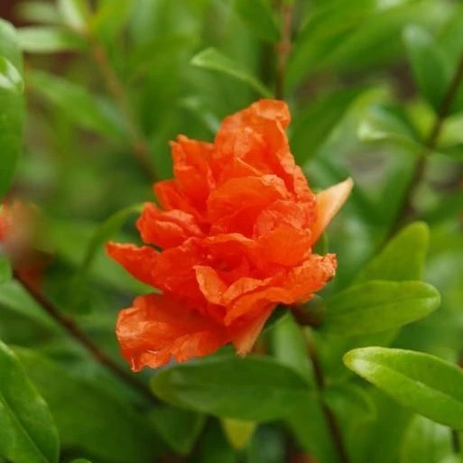 Grenadier 'Maxima Rubra' (Punica granatum 'Maxima Rubra')