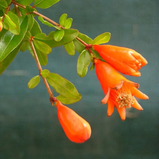 Grenadier nain 'Nana Chico' (Punica granatum 'Nana Chico')