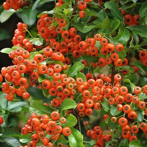 Buisson ardent "Orange glow" (Pyracantha)