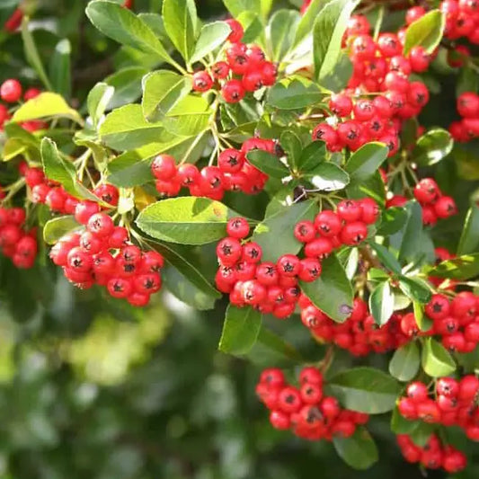 Buisson ardent 'Red Column' (Pyracantha 'Red Column')