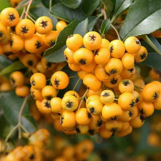 Buisson ardent 'Soleil d'Or' (Pyracantha 'Soleil d'Or')