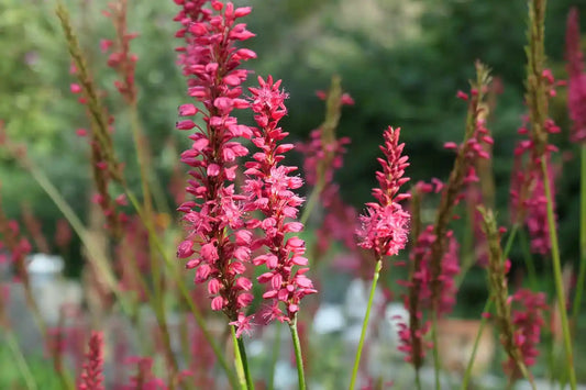 Fleurs rouges de la renouée