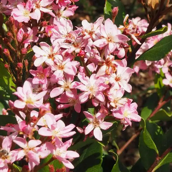 Rhaphiolepsis "Spring Time"