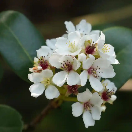Fleurs blanches de l'aubépine des Indes 'Ovata' (Rhaphiolepis)