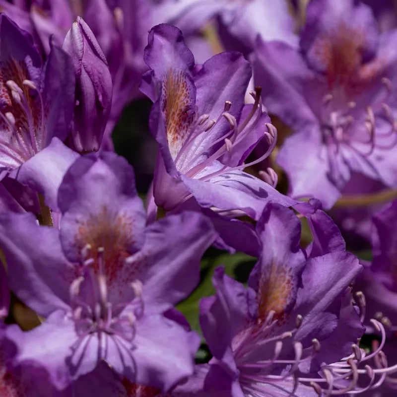 Rhododendron nain Azzuro