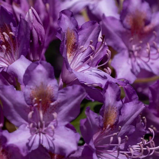 Rhododendron nain Azzuro