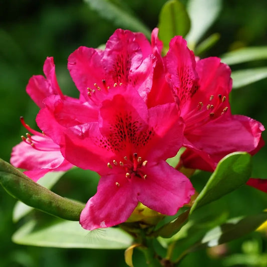 Rhododendron nain Baden-Baden