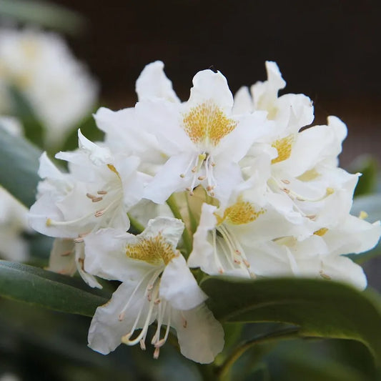 Rhododendron nain Dora Amateis