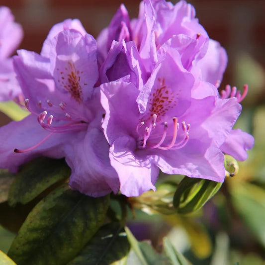 Rhododendron nain Impeditum select