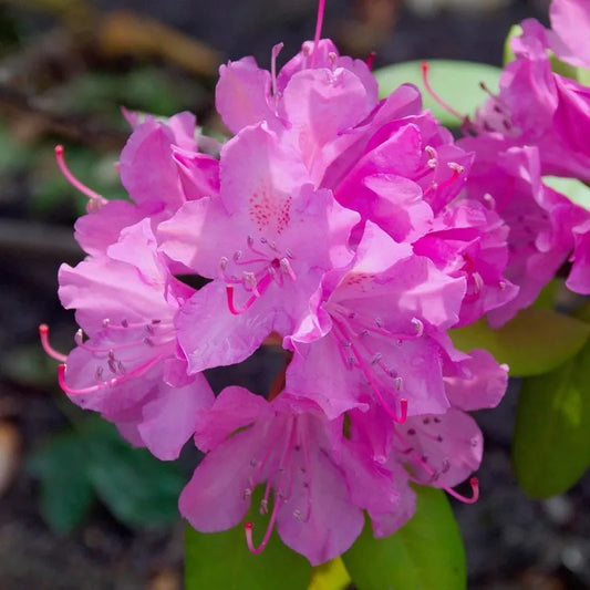 Rhododendron ponticum
