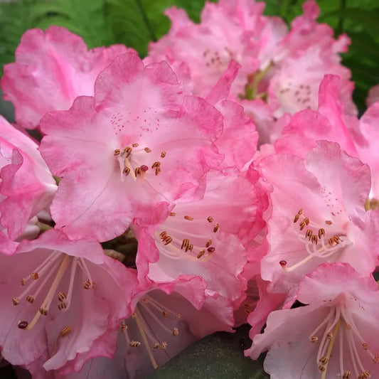 Rhododendron yakushimanum Fantastica