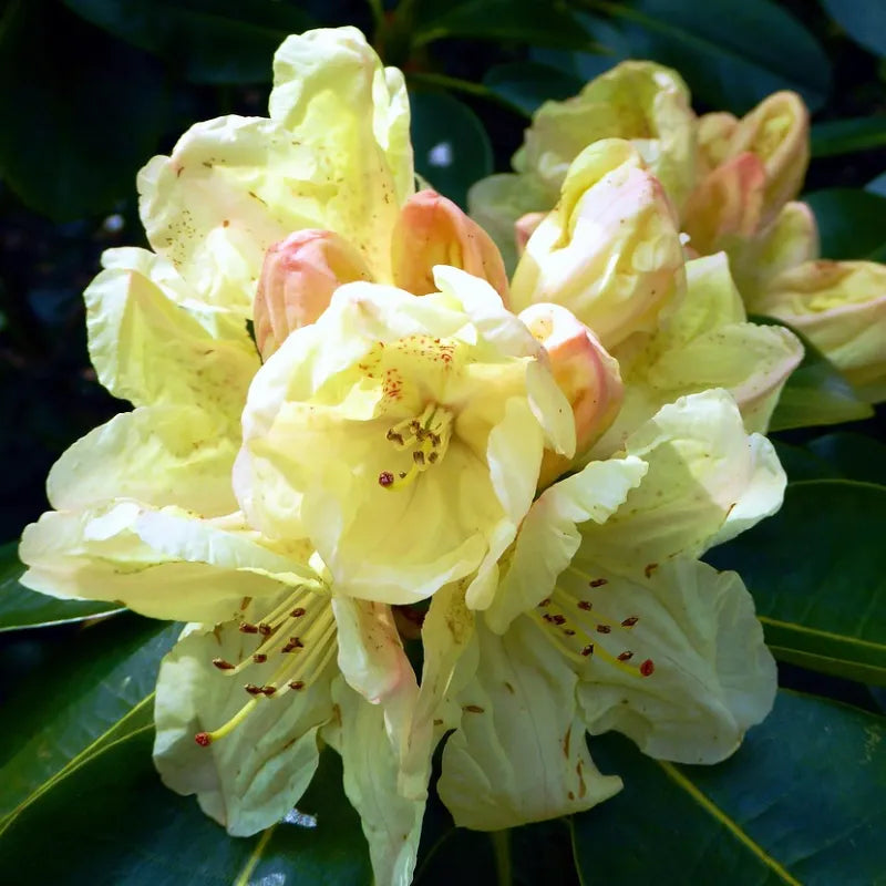 Rhododendron yakushimanum Golden torch