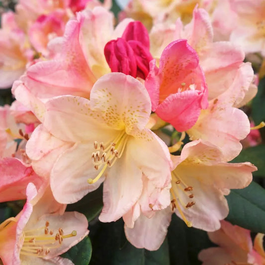 Rhododendron yakushimanum Percy wiseman