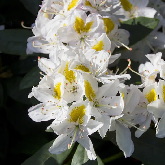 Rhododendron yakushimanum Porzellan