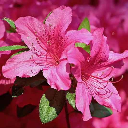 Rhododendron yakushimanum Sneezy