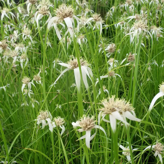Rhycospora colorata, fleur blanche