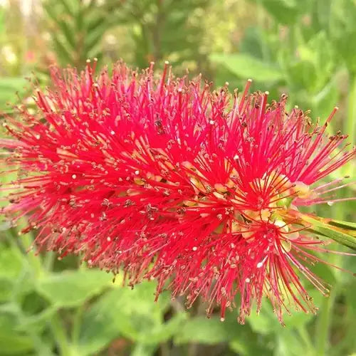 Rince Bouteille rigidus (Callistemon rigidus)