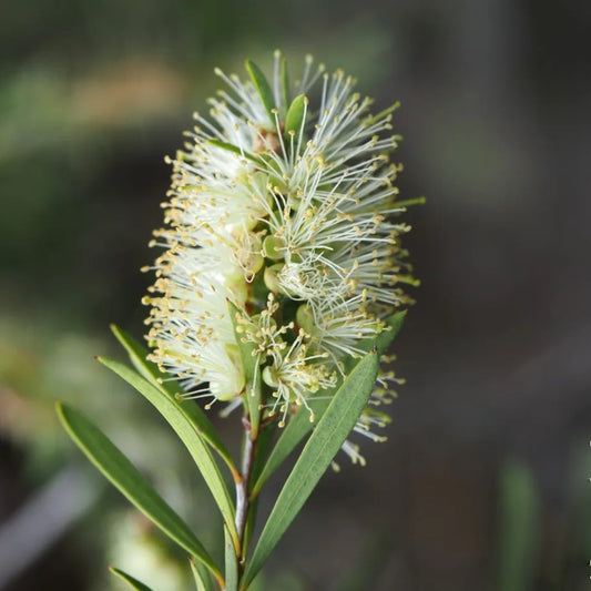 Rince Bouteille Widdicomb gem (Callistemon sieberi Widdicomb gem)