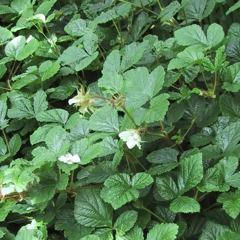 Ronce d'ornement 'Tricolor' (Rubus Tricolor)