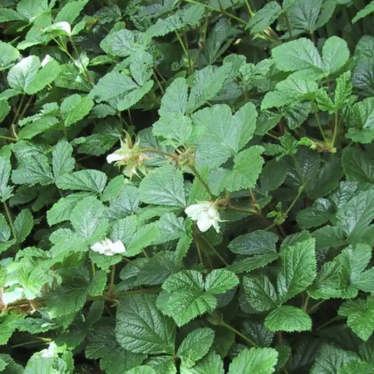 Ronce d'ornement 'Tricolor' (Rubus Tricolor)