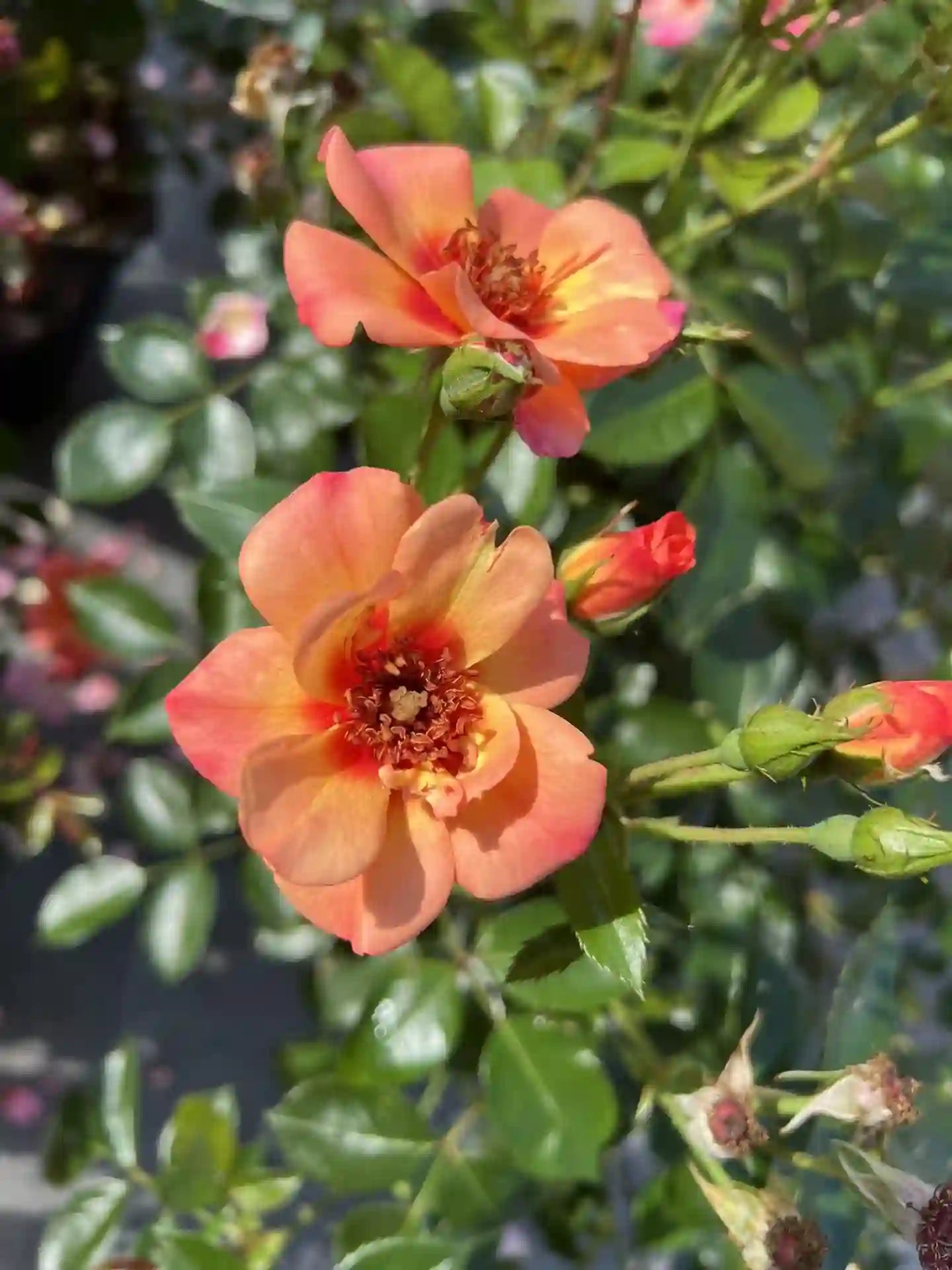 Fleur rose orangé du rosier Baïa