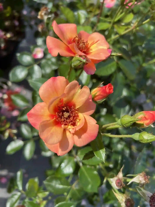 Fleur rose orangé du rosier Baïa