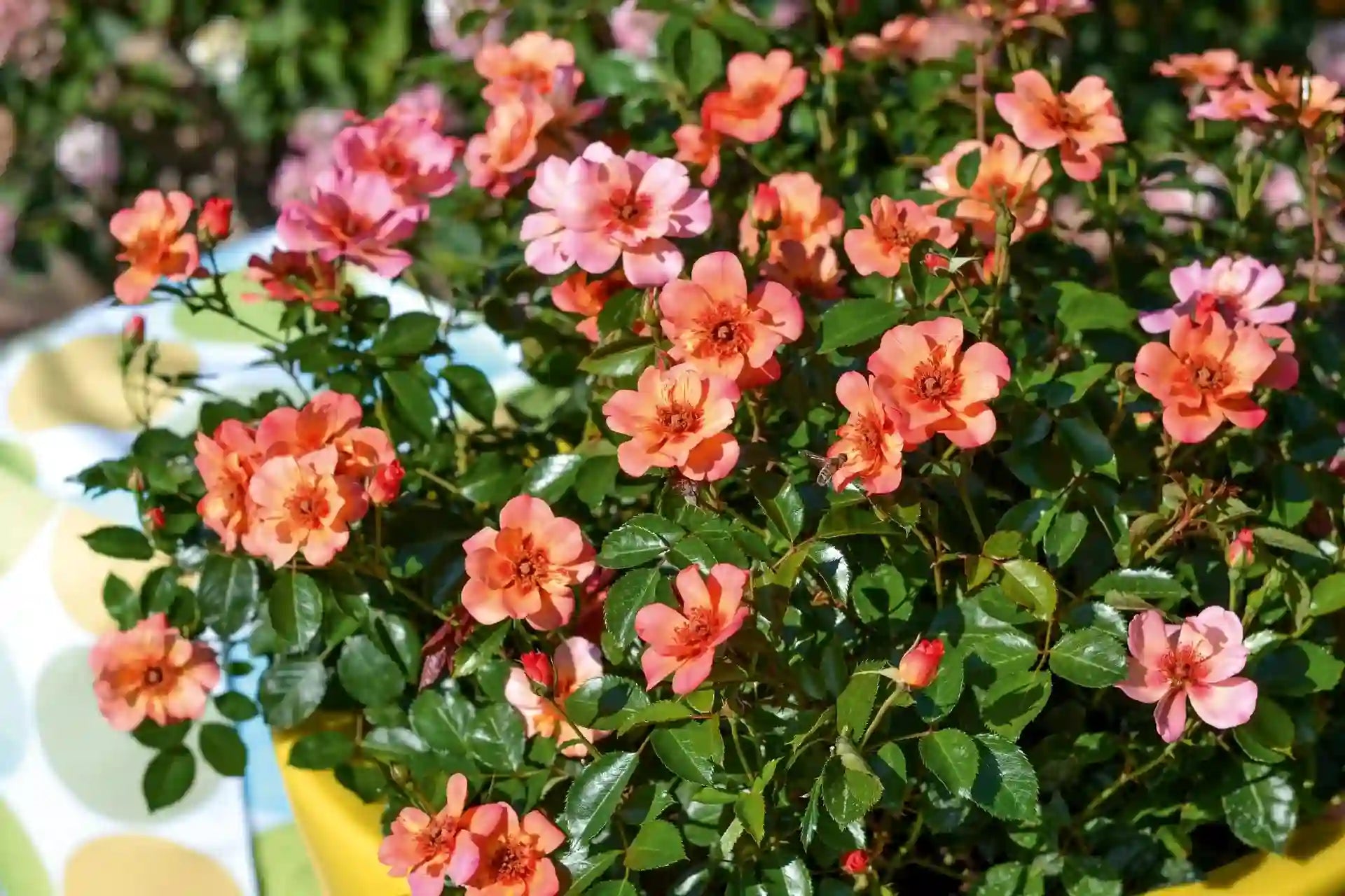 Rosier Baïa en pot