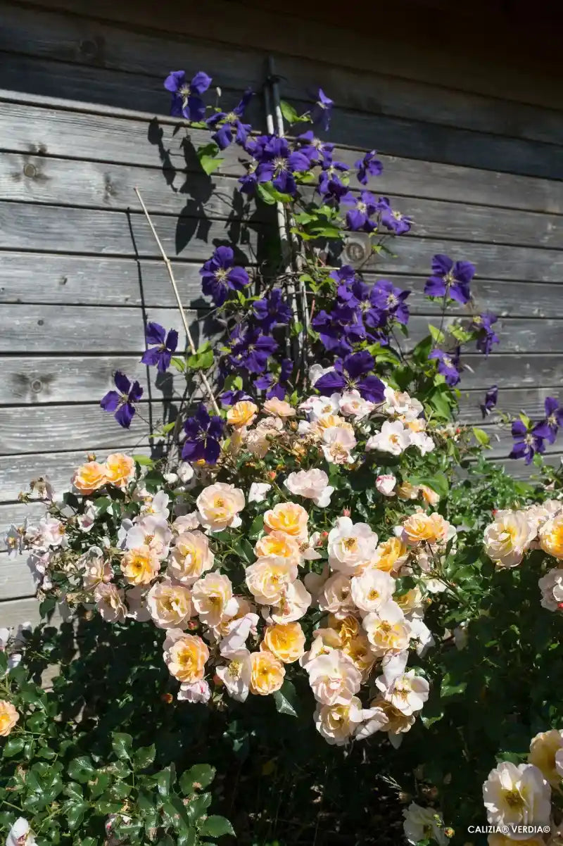 Rosier Calizia en bordure