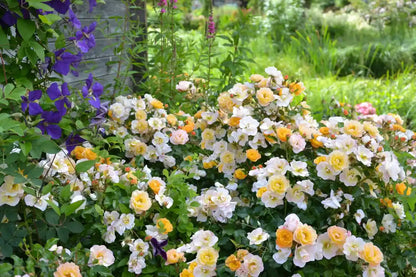 Rosier Calizia en buisson