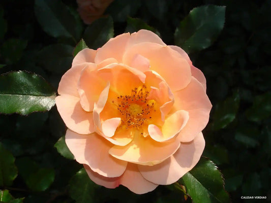 Fleur couleur jaune rosée du rosier Calizia