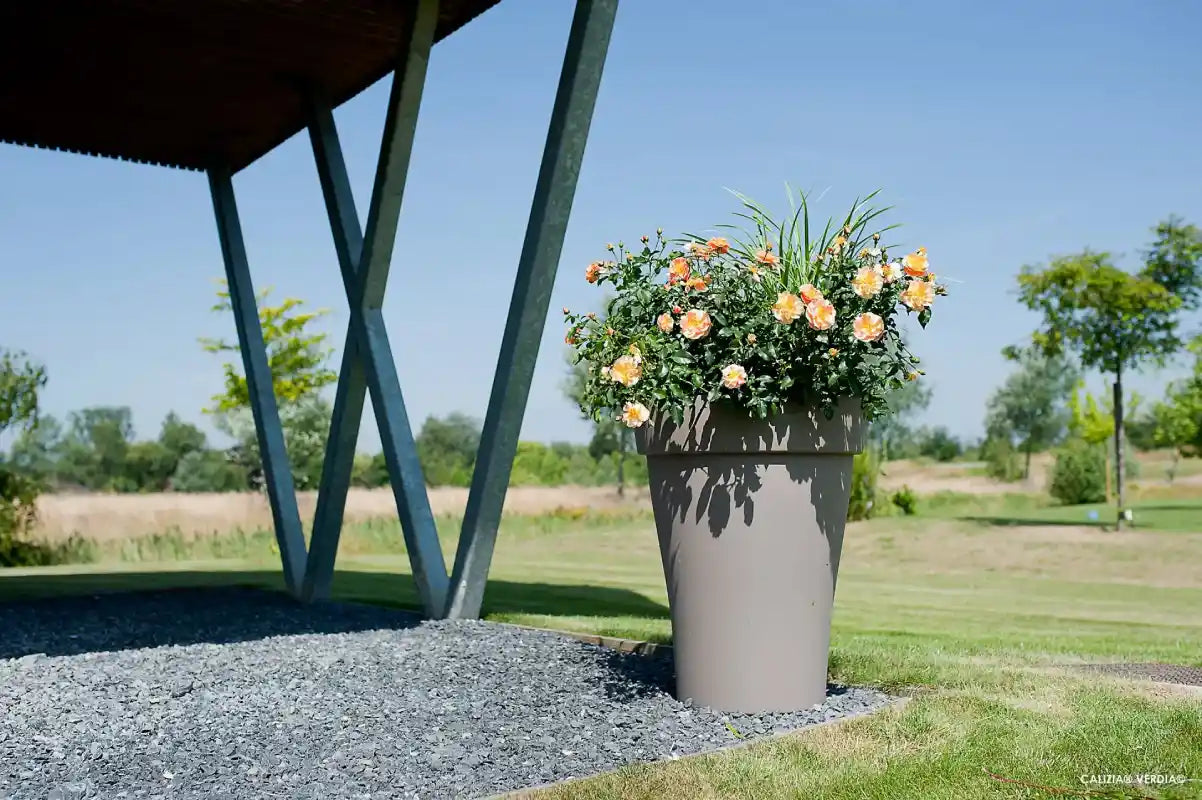 Rosier Calizia dans un grand pot
