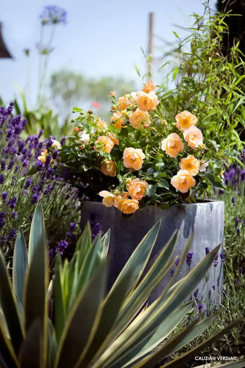 Rosier Calizia dans un petit pot