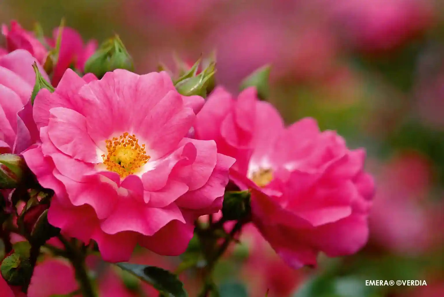 Fleur rose du rosier Emera